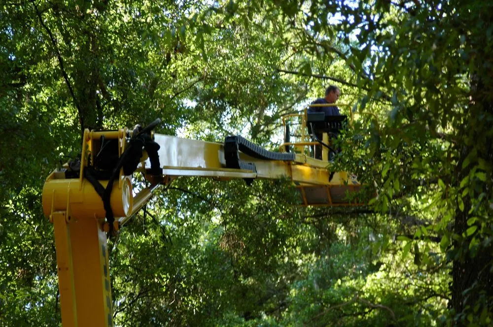 Local residential landscaping in Deland, FL by Affordable Tree Service