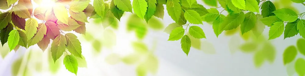 Local landscape design experts serving Deland, FL - Affordable Tree Service