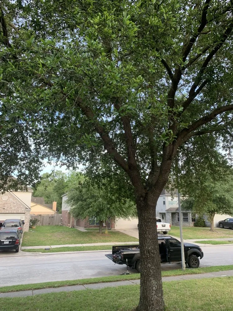 Reliable yard maintenance experts serving Houston, TX - Affordable Tree Service