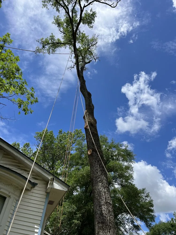 Local landscaping services for outdoor upgrades in Houston, TX by Affordable Tree Service