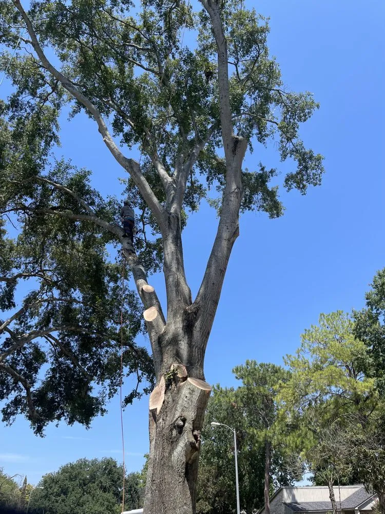 Expert yard cleanup service in Houston, TX - Affordable Tree Service