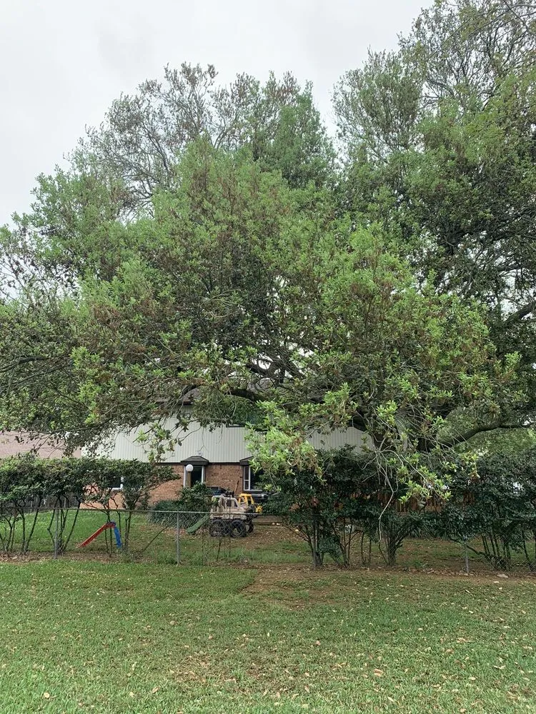 Local landscaping services in Houston, TX - Affordable Tree Service