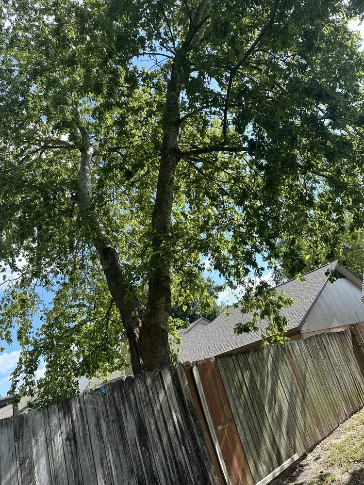 Local lawn care service in Houston, TX - Affordable Tree Service