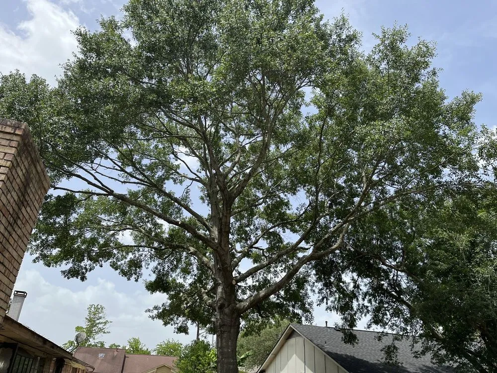 Top-rated landscape design experts serving Houston, TX - Affordable Tree Service