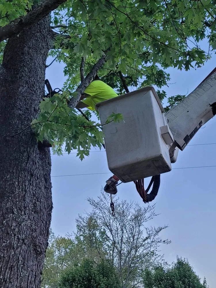 Custom landscape installation near you in Woodbury, TN by Affordable Tree Services & More