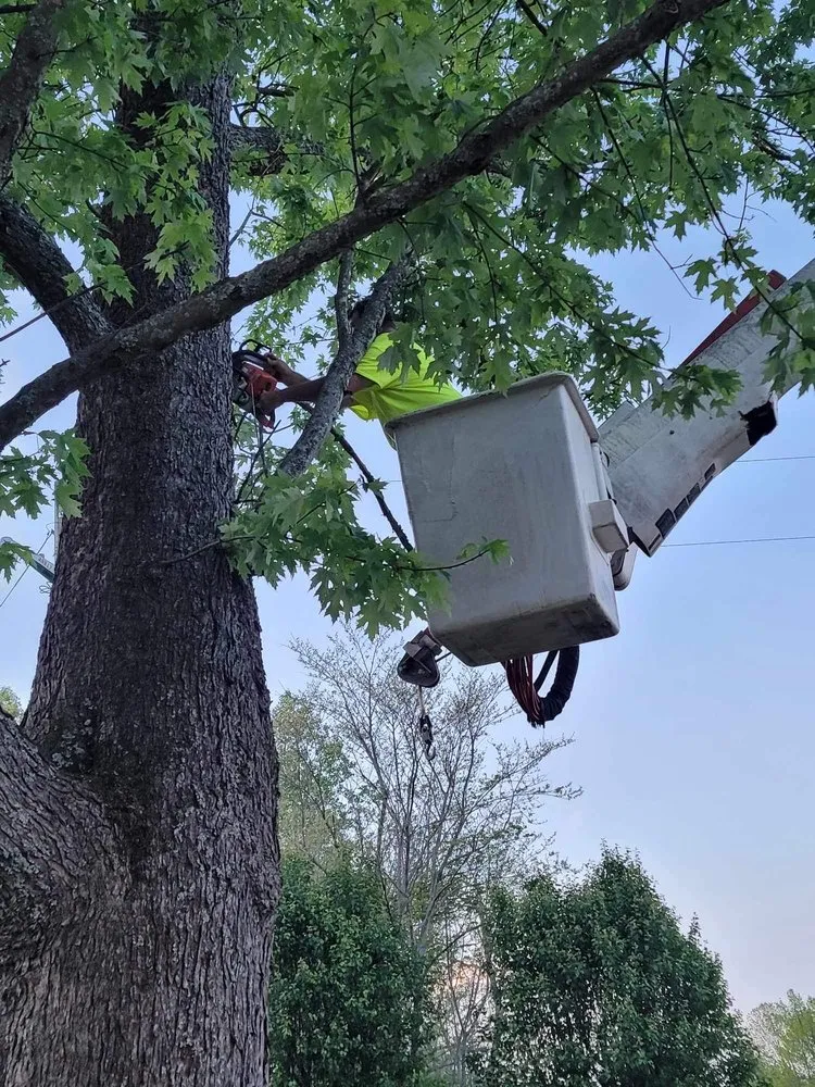 Trusted landscaping services experts serving Woodbury, TN - Affordable Tree Services & More