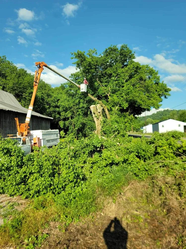 Local yard cleanup service in Woodbury, TN by Affordable Tree Services & More
