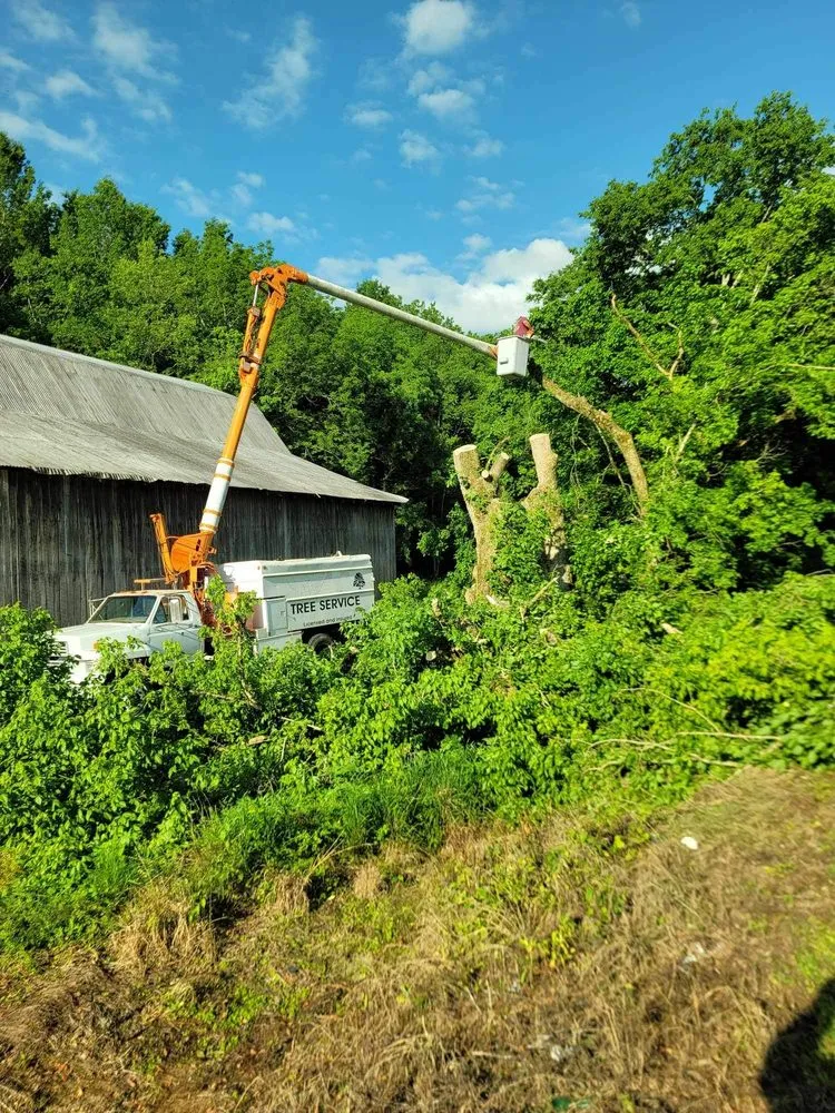 Professional lawn mowing service with custom design in Woodbury, TN by Affordable Tree Services & More