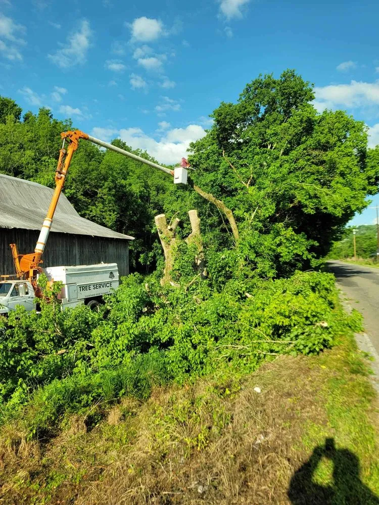Local yard maintenance for year-round maintenance across Woodbury, TN - Affordable Tree Services & More