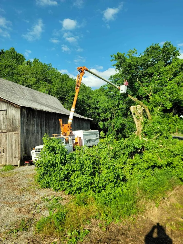 Trusted lawn care service in Woodbury, TN by Affordable Tree Services & More