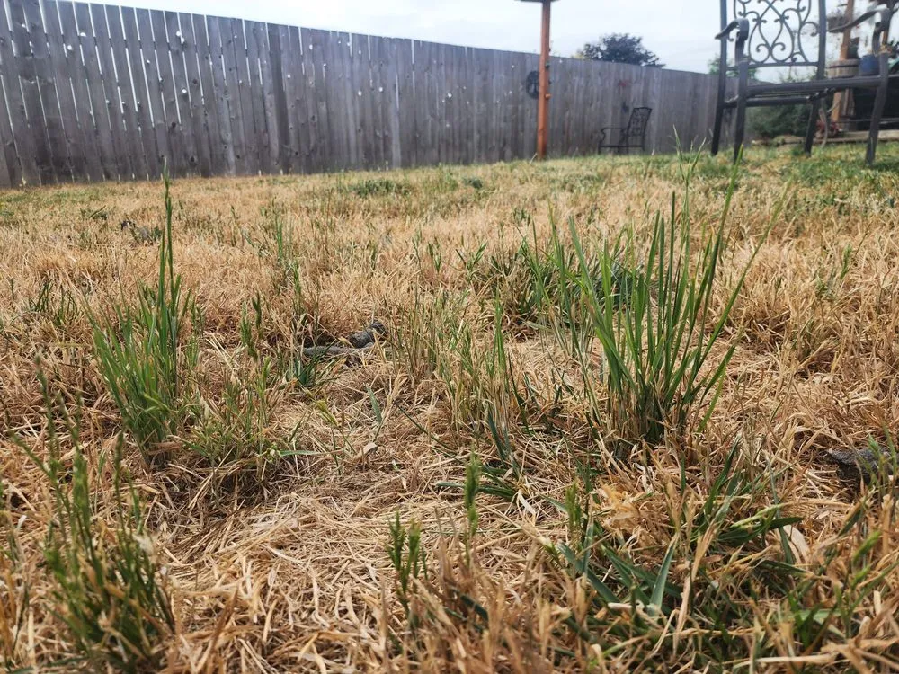 Trusted outdoor landscaping near you in Lebanon, OR by Affordable Yard Care