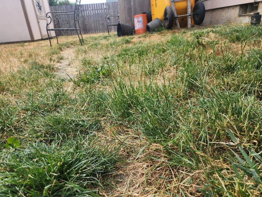 Expert yard maintenance for beautiful yards in Lebanon, OR by Affordable Yard Care