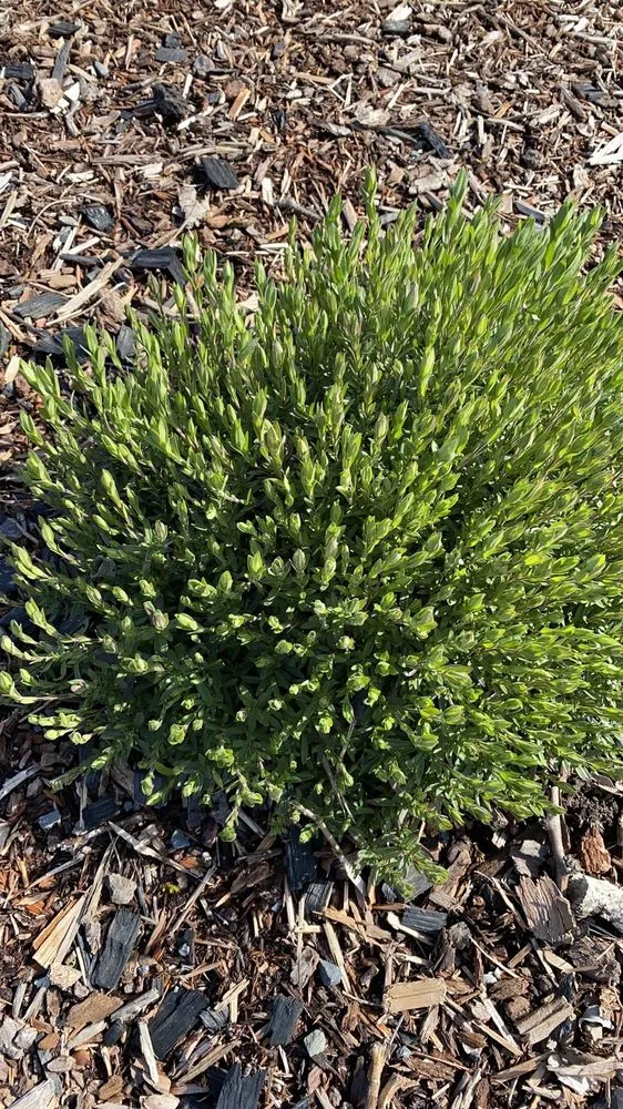 Custom residential landscaping for residential properties across Lebanon, OR - Affordable Yard Care