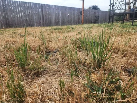 Affordable Yard Care