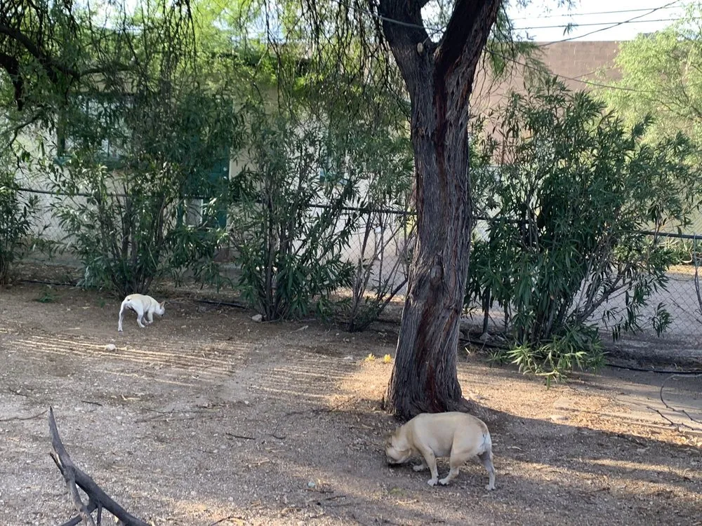 Expert yard maintenance for beautiful yards in Tucson, AZ by Affordable Yard Service