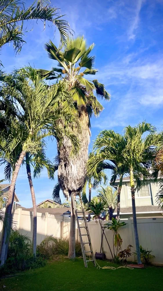 Affordable yard cleanup service with custom design across Oahu, HI - Affordable Yard Services