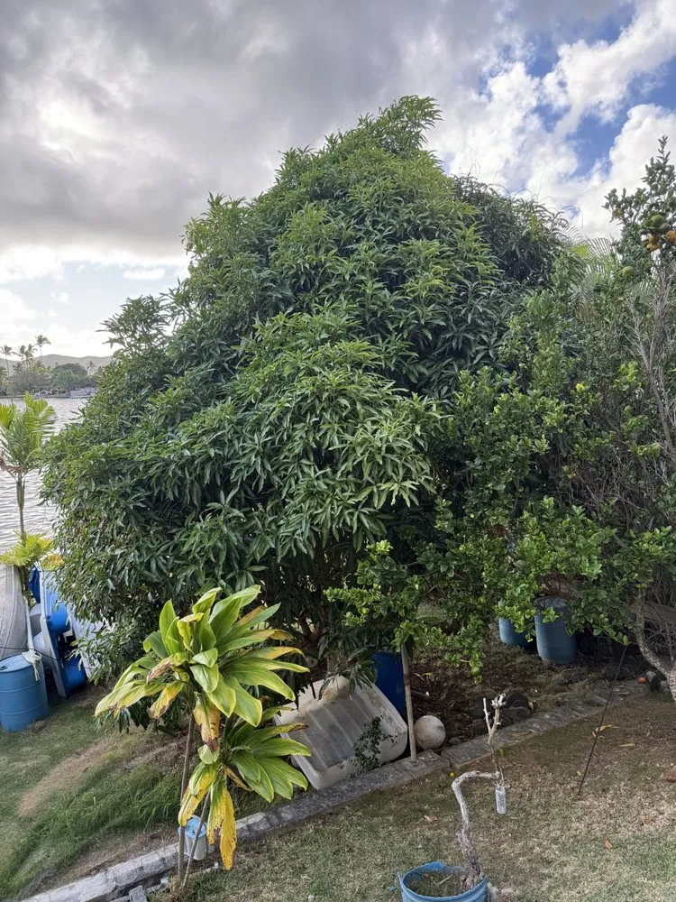 Affordable landscaping services in Oahu, HI by Affordable Yard Services