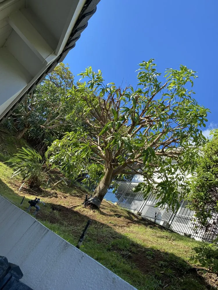 Expert yard cleanup service experts serving Oahu, HI - Affordable Yard Services