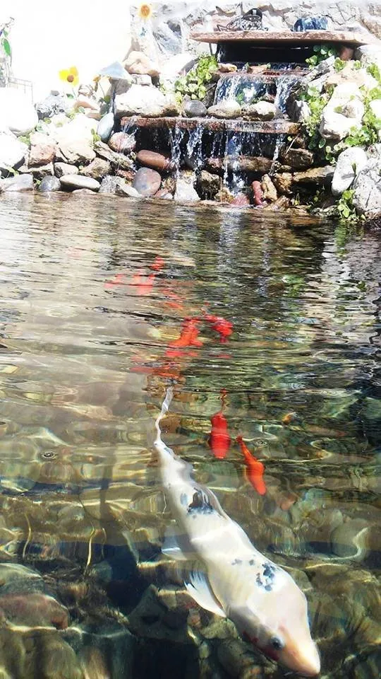 Reliable yard maintenance in Las Cruces, NM - Afishole