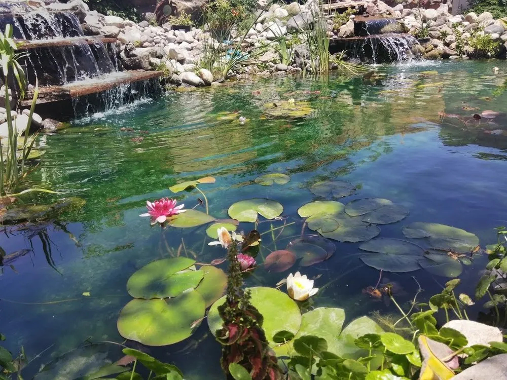 Affordable outdoor landscaping for year-round maintenance in Las Cruces, NM by Afishole