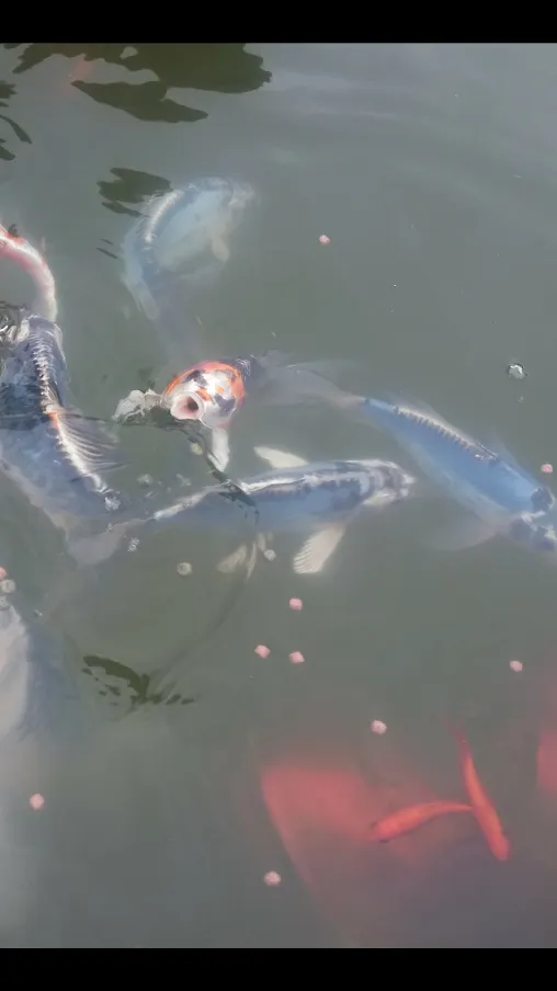 Trusted landscape installation in Las Cruces, NM - Afishole