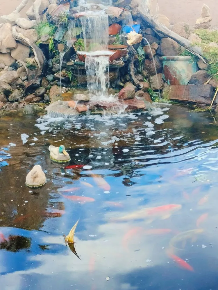 Affordable yard cleanup service with custom design in Las Cruces, NM by Afishole