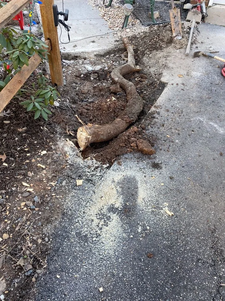 Custom yard cleanup service in Fredericksburg, VA - AFM Landscaping & Irrigation