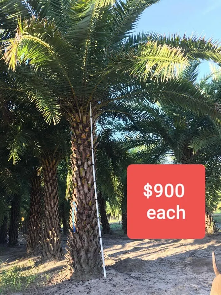 Trusted lawn mowing service in Panama City, FL by Afp Tree Services