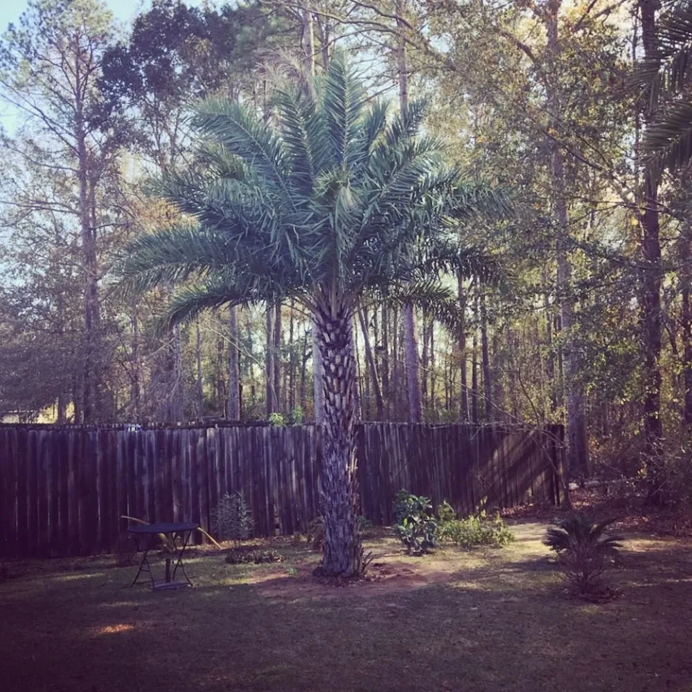 Professional outdoor landscaping for homes in Panama City, FL by Afp Tree Services