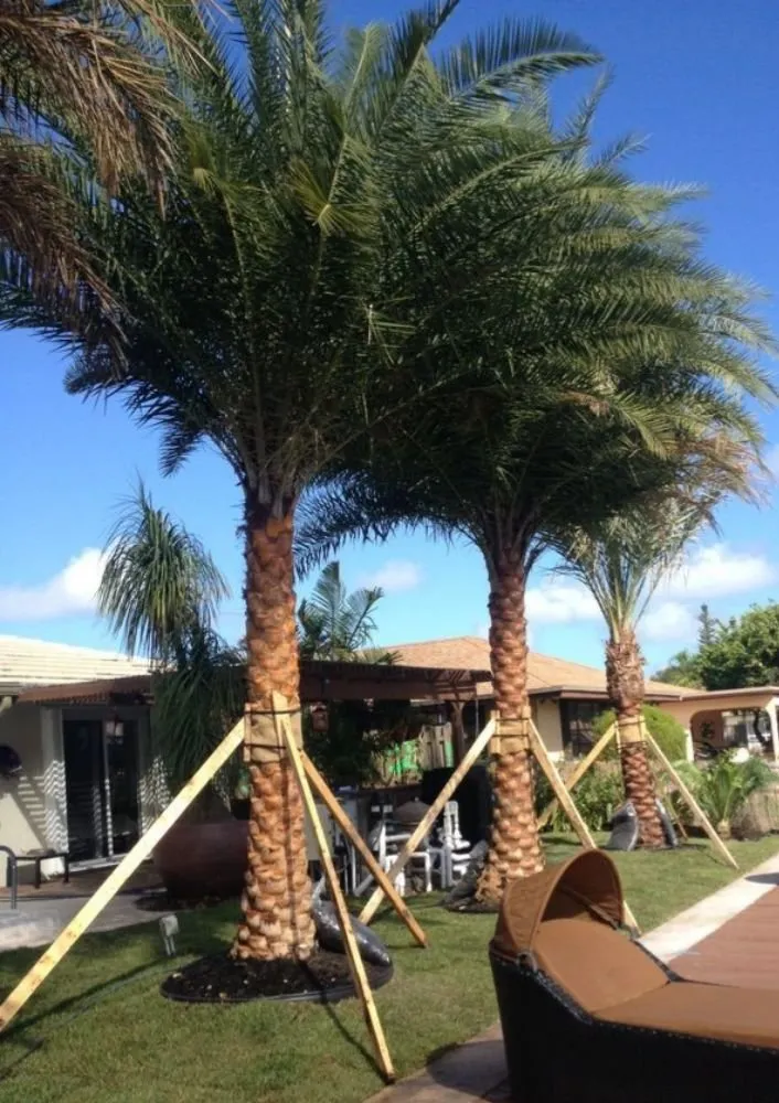 Top-rated yard cleanup service experts serving Panama City, FL - Afp Tree Services