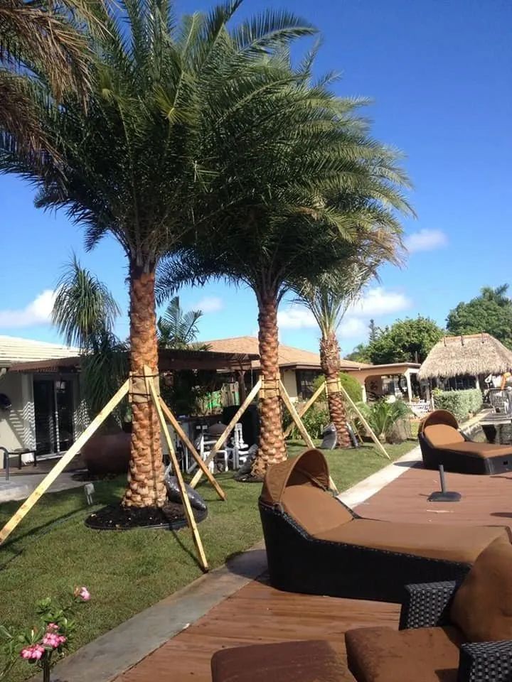 Custom yard maintenance experts serving Panama City, FL - Afp Tree Services