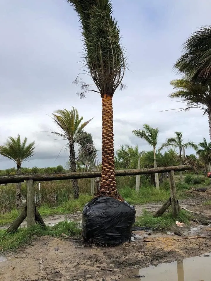 Professional landscaping services in Panama City, FL - Afp Tree Services