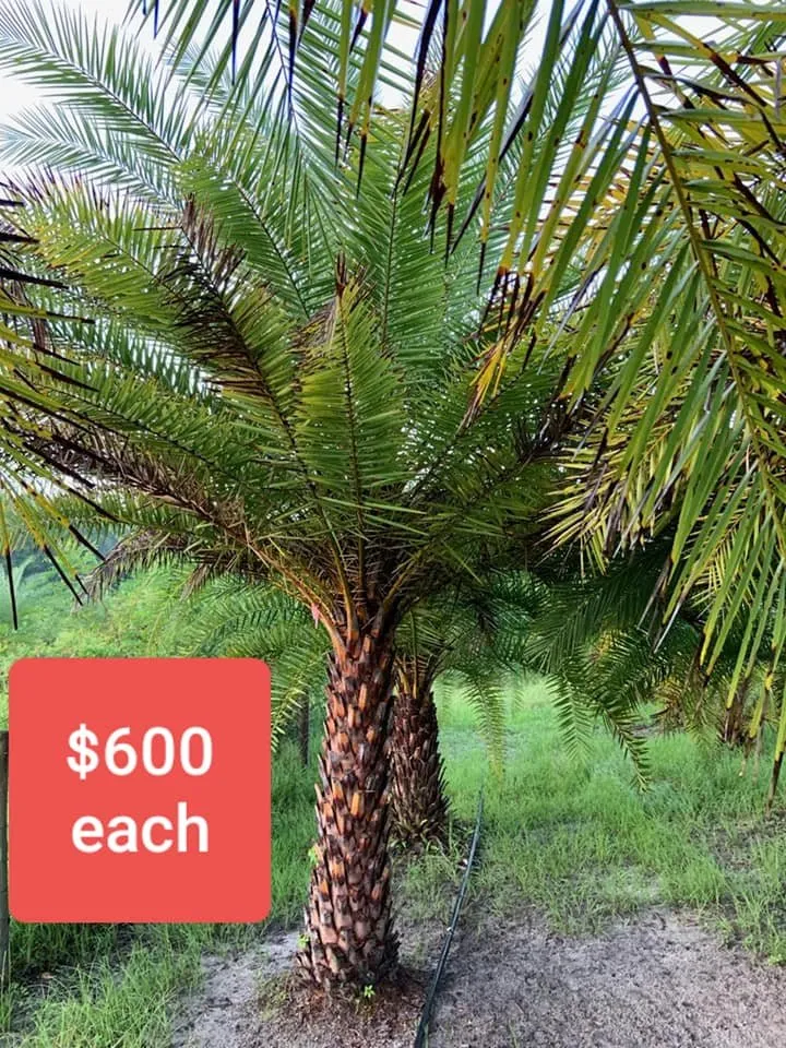 Trusted landscape installation for outdoor upgrades in Panama City, FL by Afp Tree Services