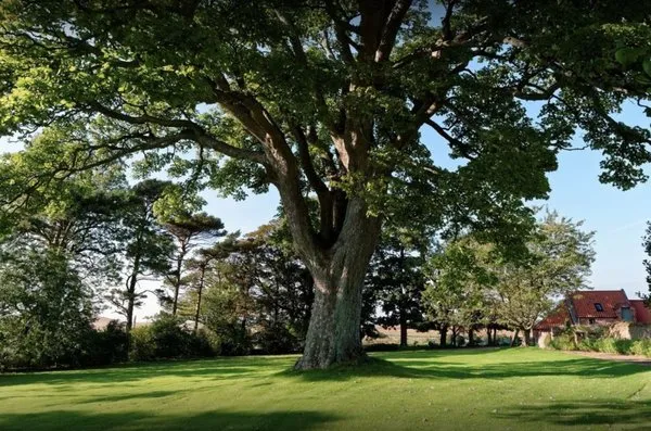 Afp Tree Services Logo