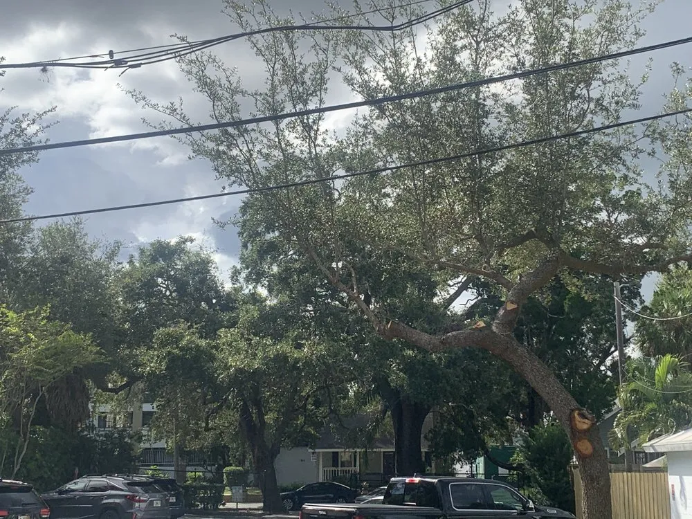 Expert landscaping services for outdoor upgrades in St. Petersburg, FL by Aftermath Tree and Landscape