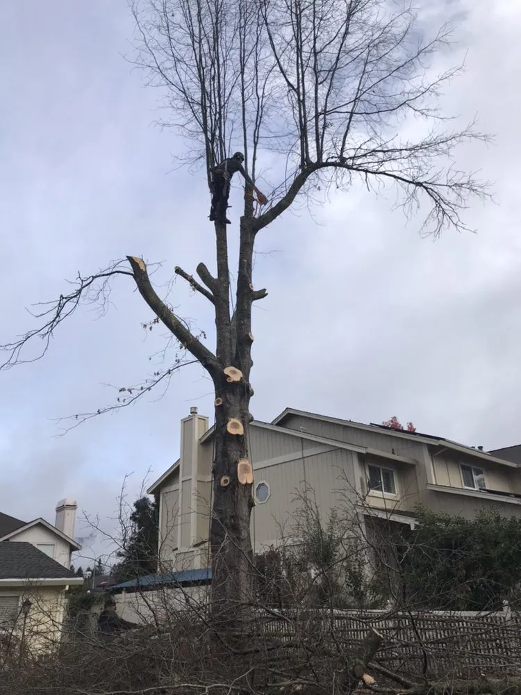 Top-rated lawn mowing service in Rohnert Park, CA by AG General Landscaping