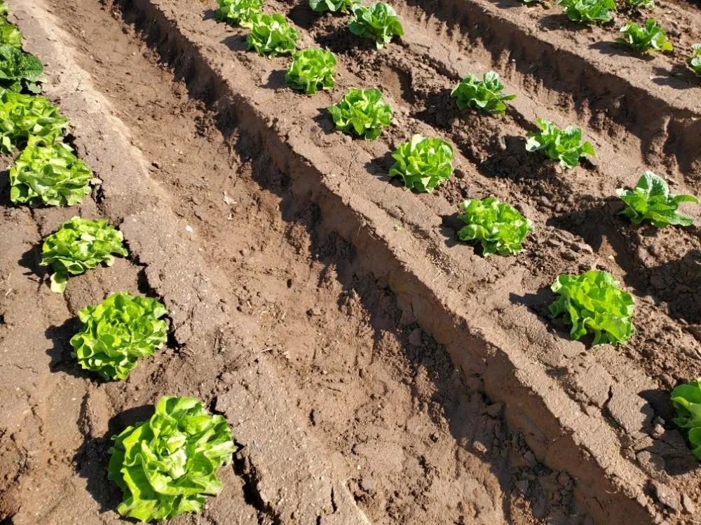 Reliable residential landscaping for outdoor upgrades in Riverside, CA by AG IPM