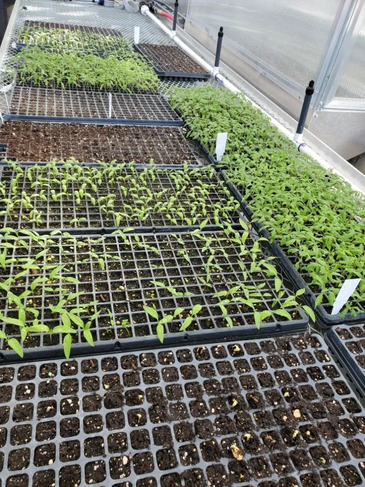 Affordable landscape design in Riverside, CA by AG IPM