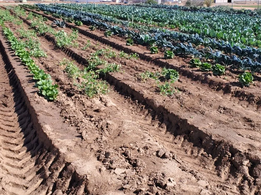 Professional yard maintenance for beautiful yards across Riverside, CA - AG IPM