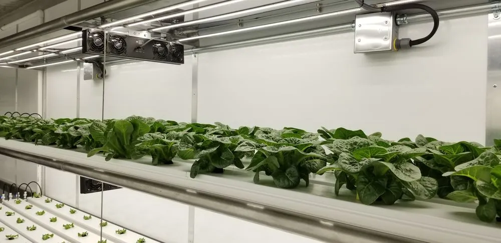 Reliable outdoor landscaping in Riverside, CA by AG IPM