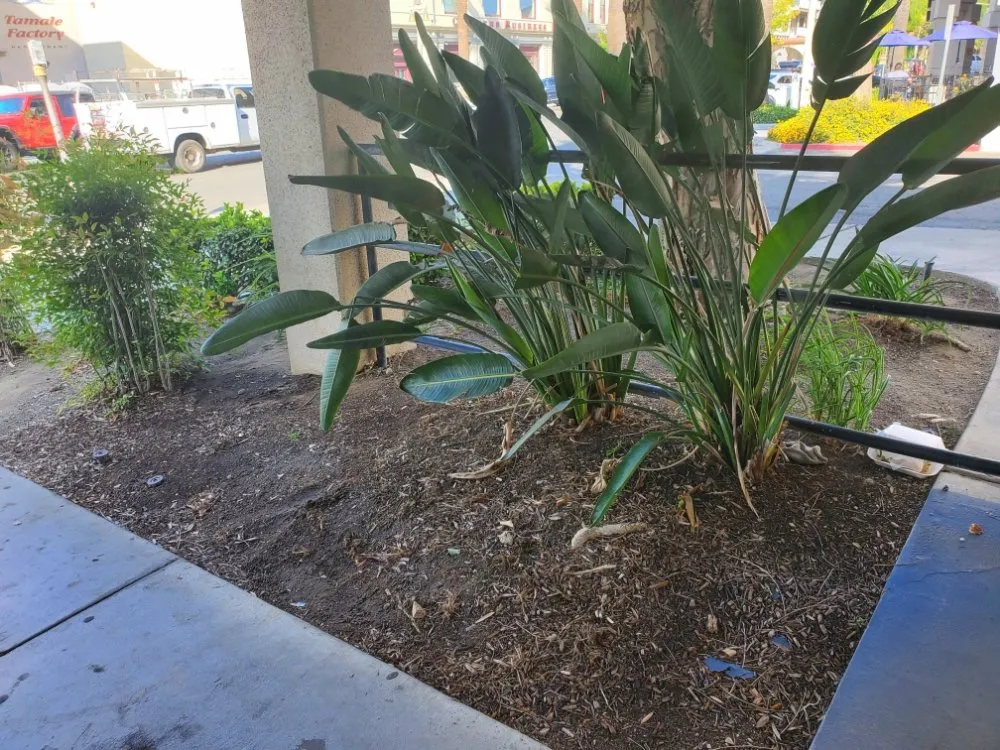 Local yard cleanup service experts serving Riverside, CA - AG IPM