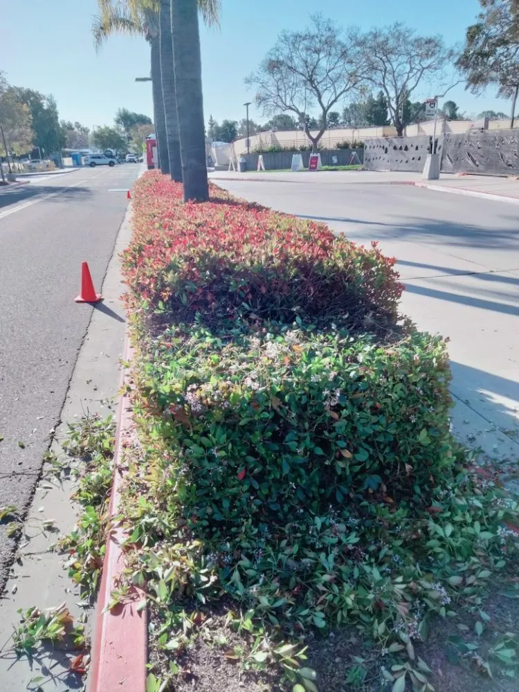 Reliable lawn mowing service for beautiful yards in Chula Vista, CA by A.G landscape