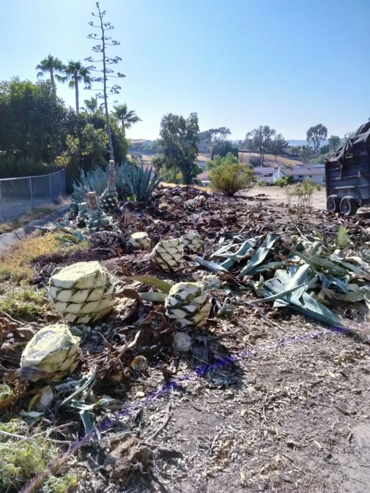 Custom residential landscaping for year-round maintenance across Chula Vista, CA - A.G landscape