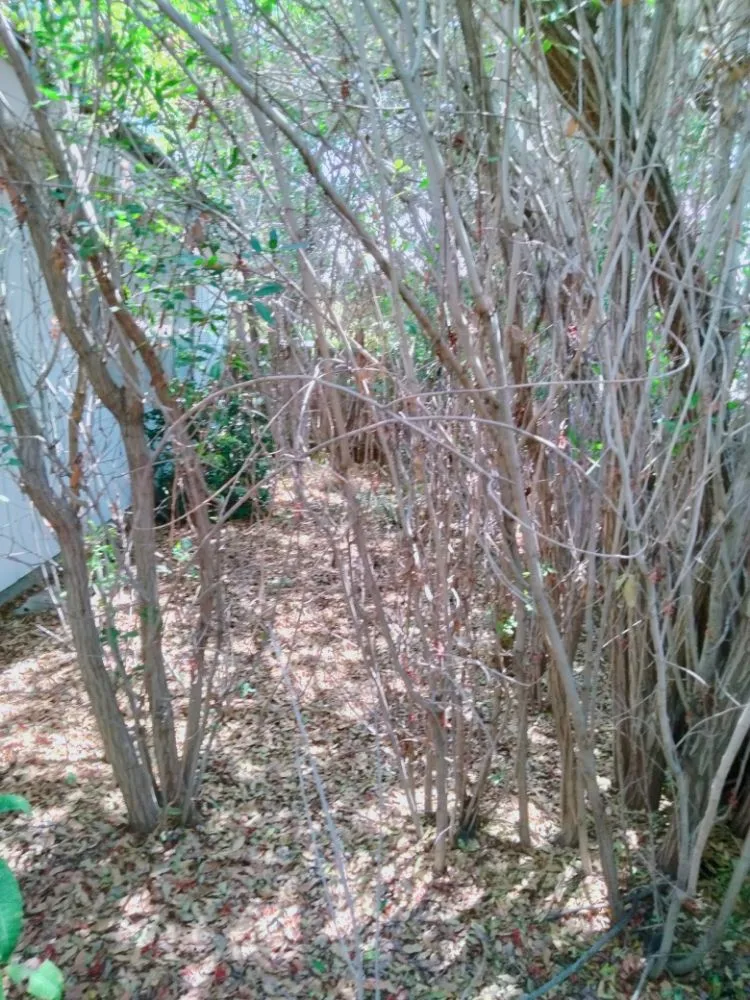 Affordable yard maintenance in Chula Vista, CA - A.G landscape