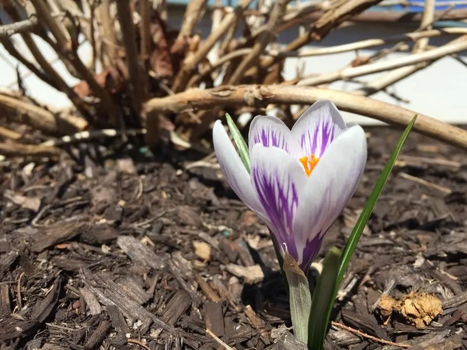 Local garden landscaping near you in Revere, MA by AG Landscaping and Patios