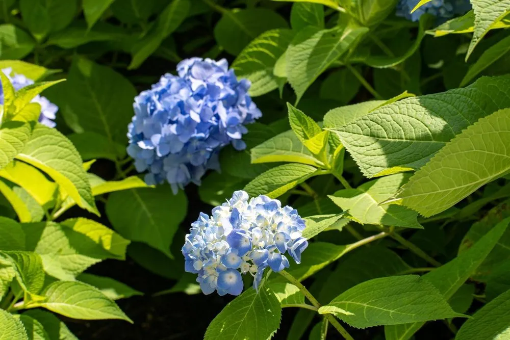 Local yard maintenance in Revere, MA by AG Landscaping and Patios