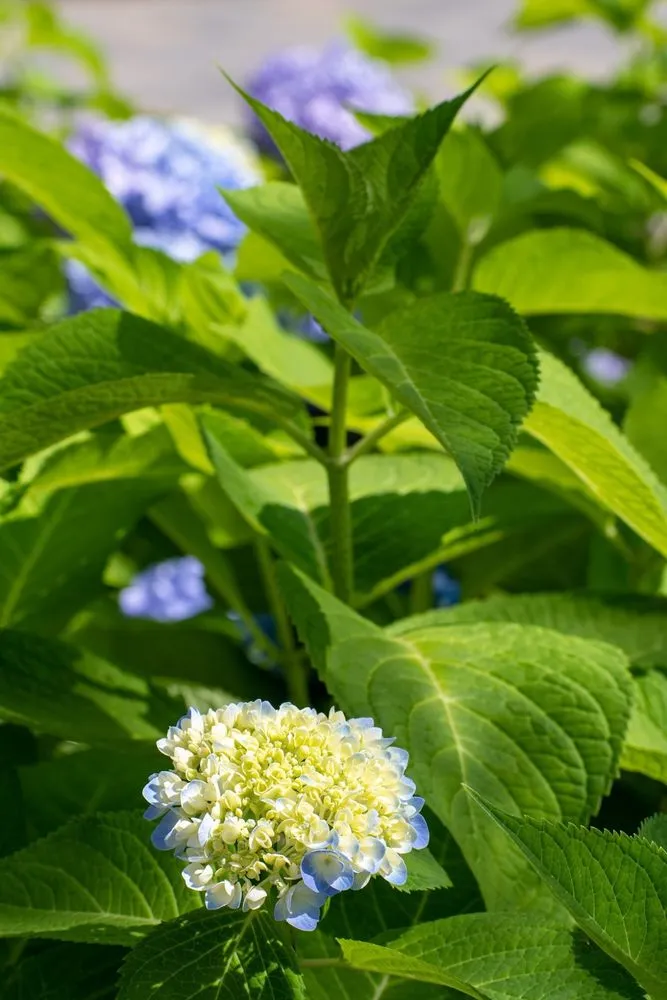 Trusted residential landscaping in Revere, MA - AG Landscaping and Patios