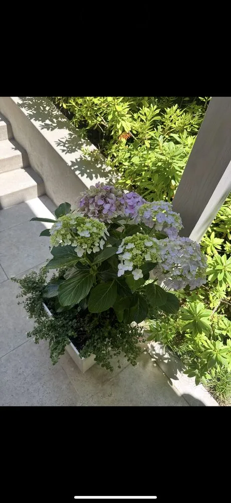 Local yard cleanup service for year-round maintenance across Culver City, CA - AG Landscaping