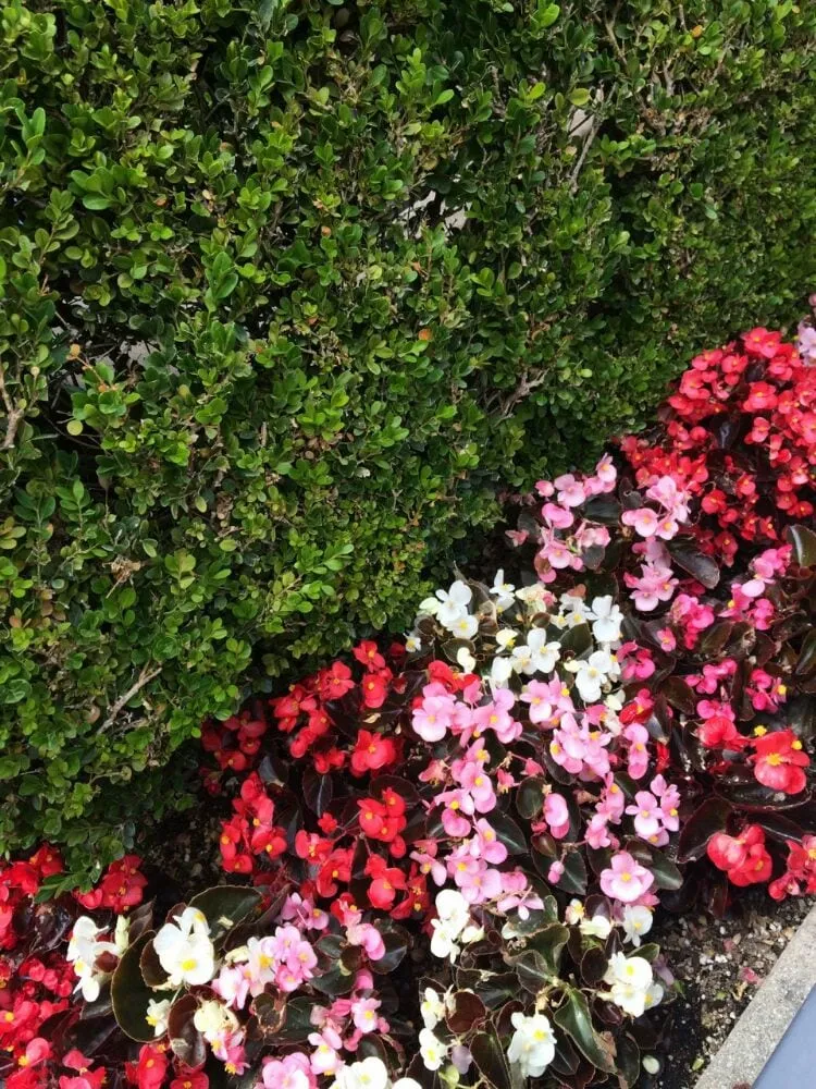 Top-rated lawn care service experts serving El Cerrito, CA - AG Landscaping