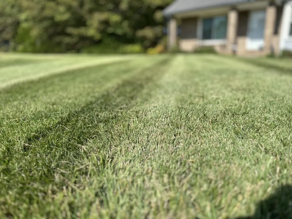 Expert yard cleanup service experts serving Clarksville, TN - AG Mowing